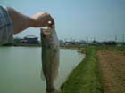 ミノーで釣れたバス