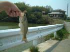 テキサスで釣れたバス