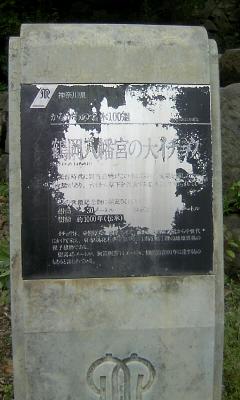 鶴岡八幡宮大銀杏の説明碑。ハゲてて読みにくいですけれど…