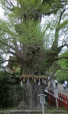 これがその大銀杏の木。まだ春だからか銀杏らしい葉には見えません